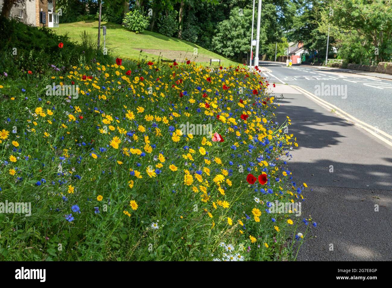 Wildflowers urban verge hi-res stock photography and images - Alamy