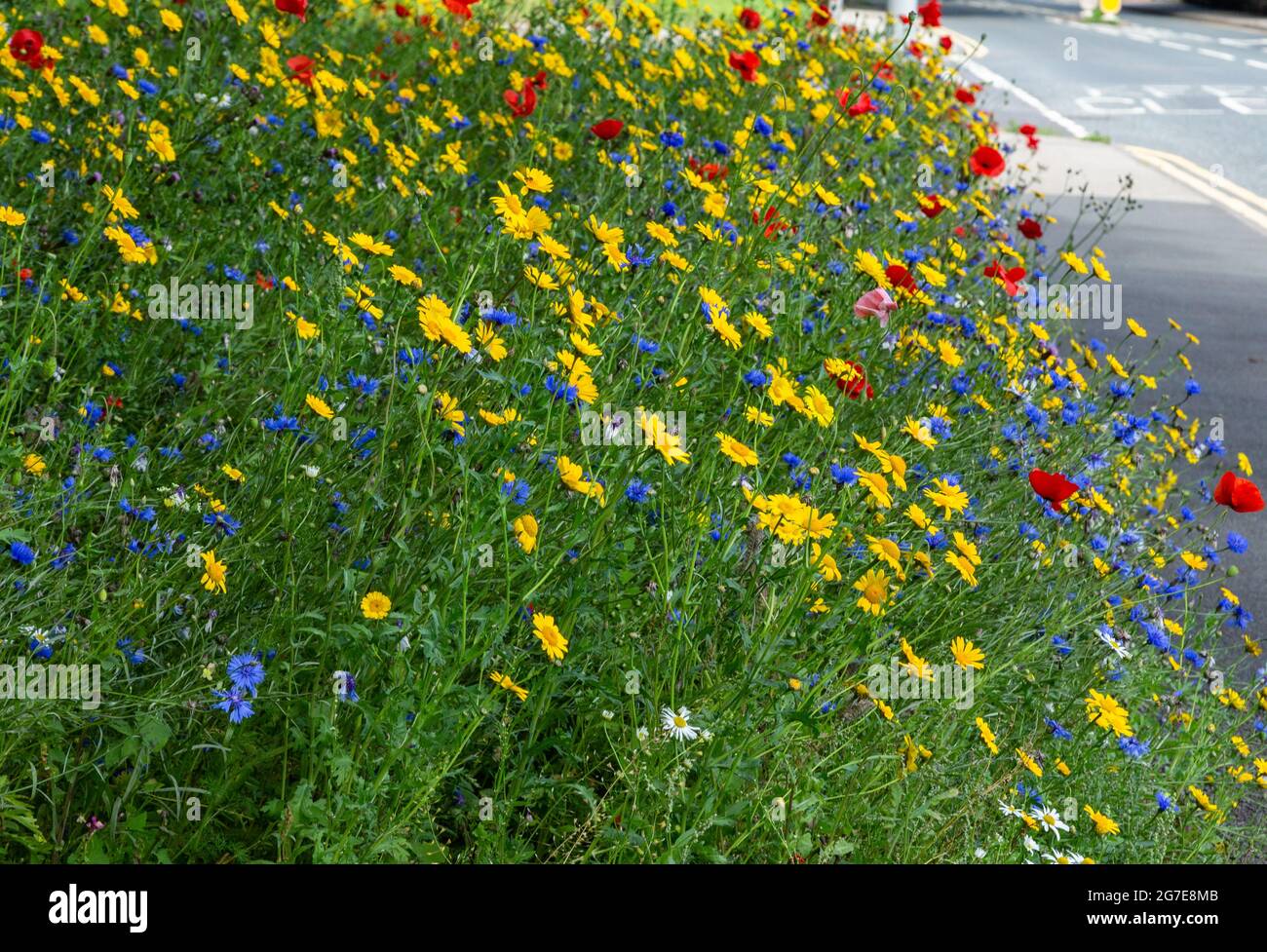 A wildflower roadside verge next to Otley Road in Baildon, West