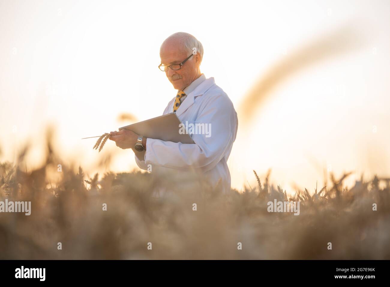 Man doing research on genetically modified grain in wheat field, he is an agricultural scientist Stock Photo