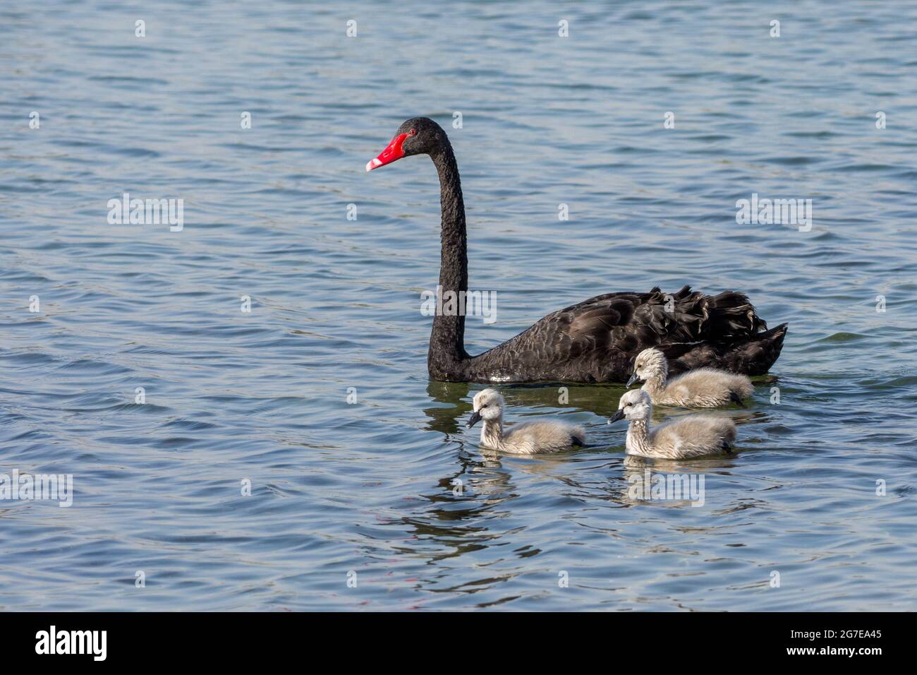 An introduced Black Swan with three cygnets (Cygnus atratus) swimming in Al Qudra Lake in Dubai, UAE. Stock Photo