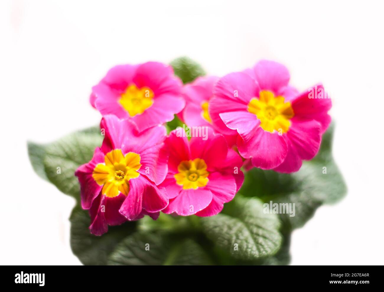 Beautiful blooming spring pink primula in flowerpot. Stock Photo