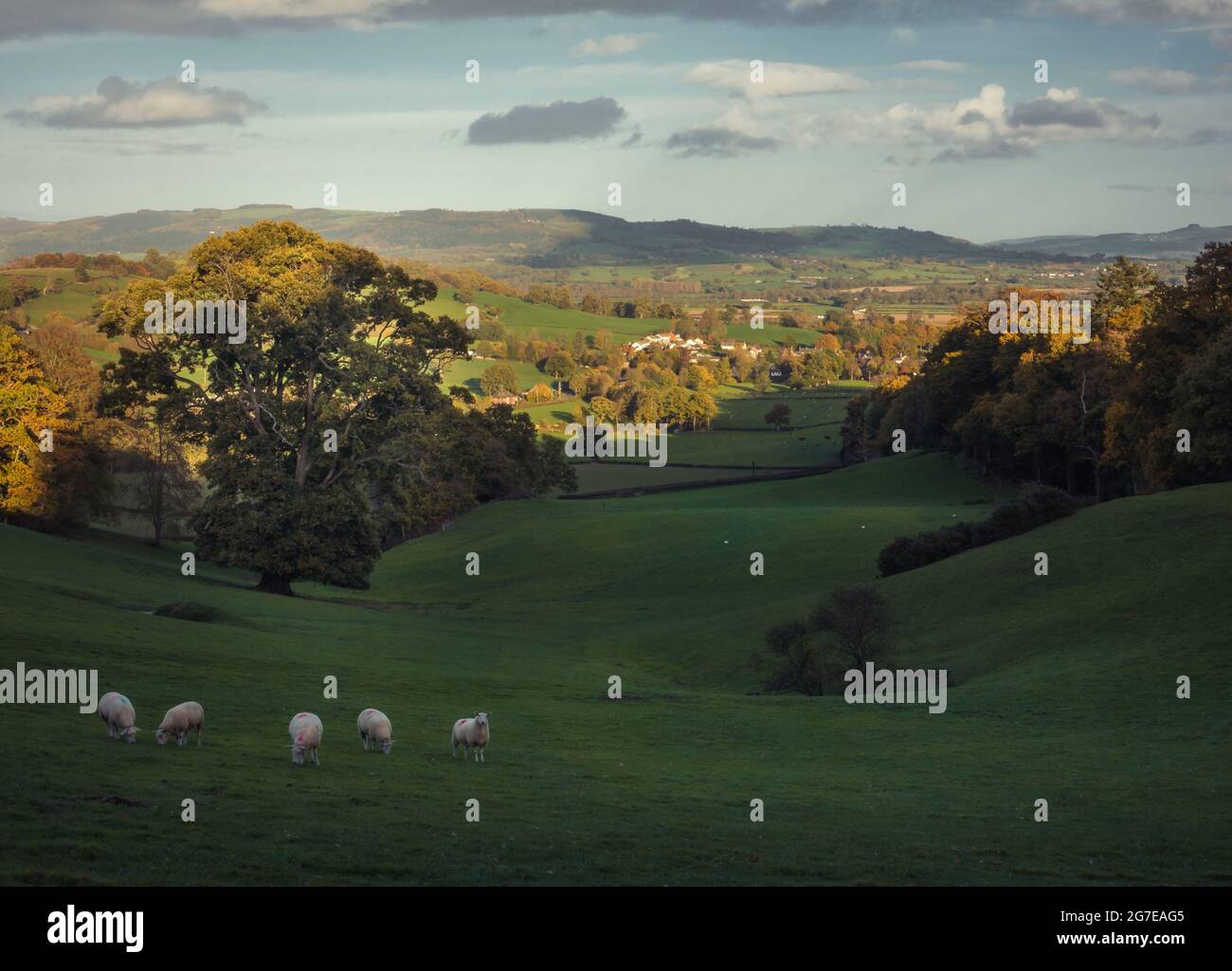 5 sheep grazing in a green field with a beautiful backdrop of the rural ...