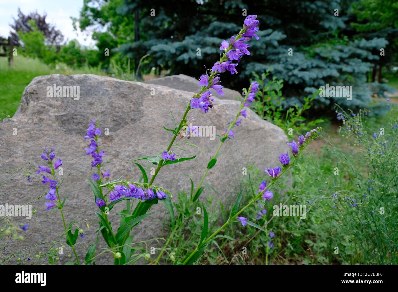 Rocky Mountain Penstemon in Golden Colorado Stock Photo