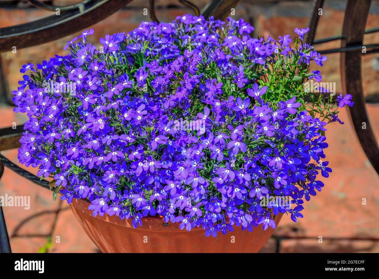 Blue Lobelia flowers or Edging Lobelia, Garden Lobelia  (Lobelia Erinus) in pot in summer garden. Floriculture, landscaping and gardening concept Stock Photo