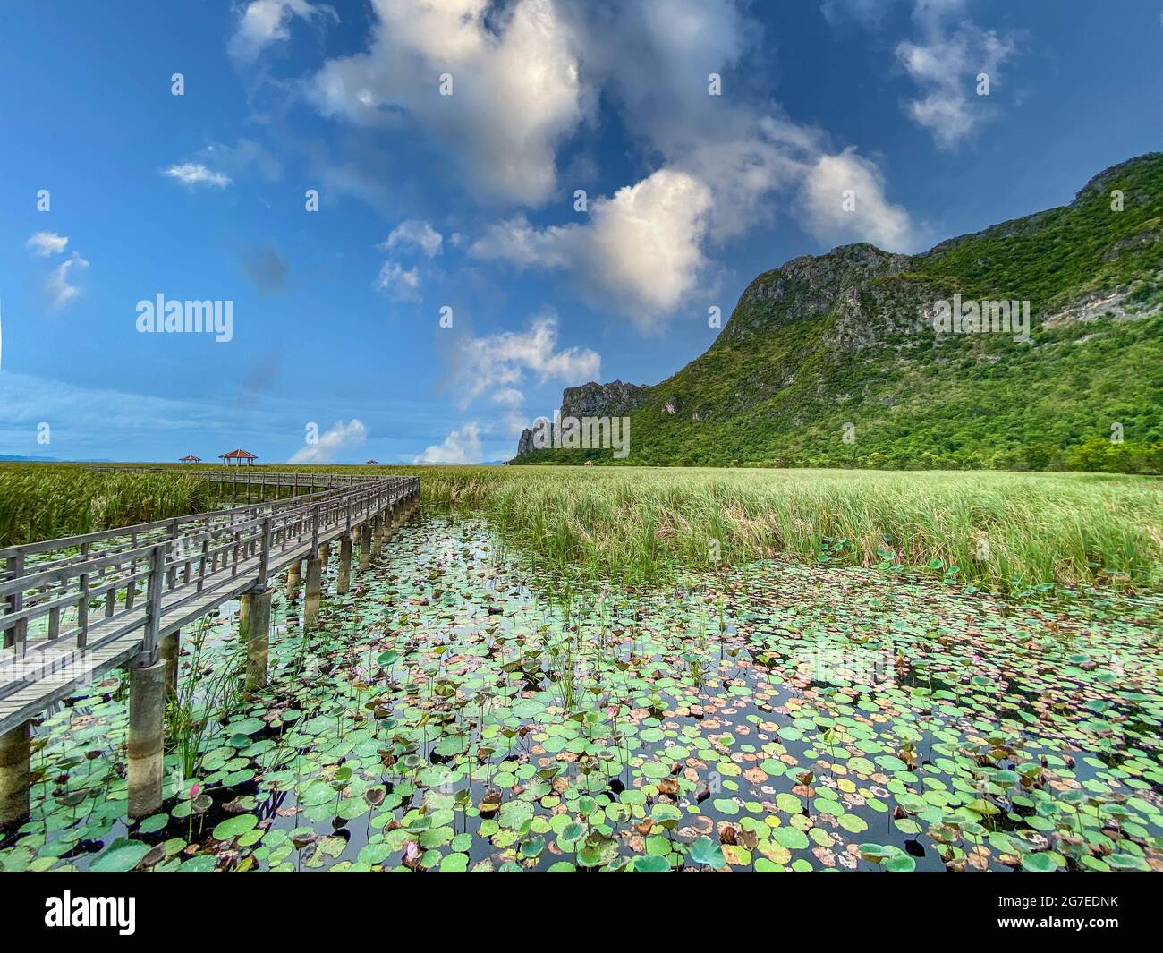 Sam Roi Yot Freshwater Marsh, Walk over the marsh, Bueng Bua Wood Boardwalk in Sam Roi Yot national park in Prachuap Khiri Khan, Thailand Stock Photo