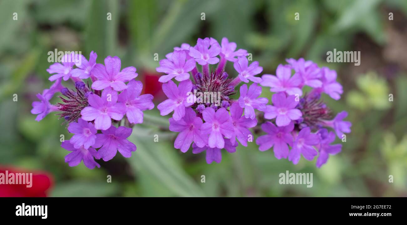 Verbena rigida, known as Slender Vervain or Tuberous Vervain flowers closeup Stock Photo