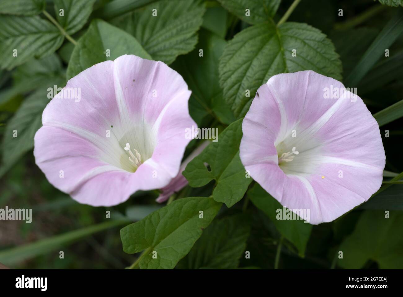 Calystegia sepium, known as Hedge bindweed, Rutland beauty, Bugle vine, Heavenly trumpets, Bellbind, Granny-pop-out-of-bed flowers in close up Stock Photo