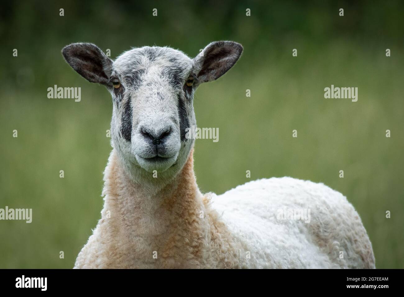 A very close portrait of a shawn sheep. It is facing forward and looking at the camera Stock Photo