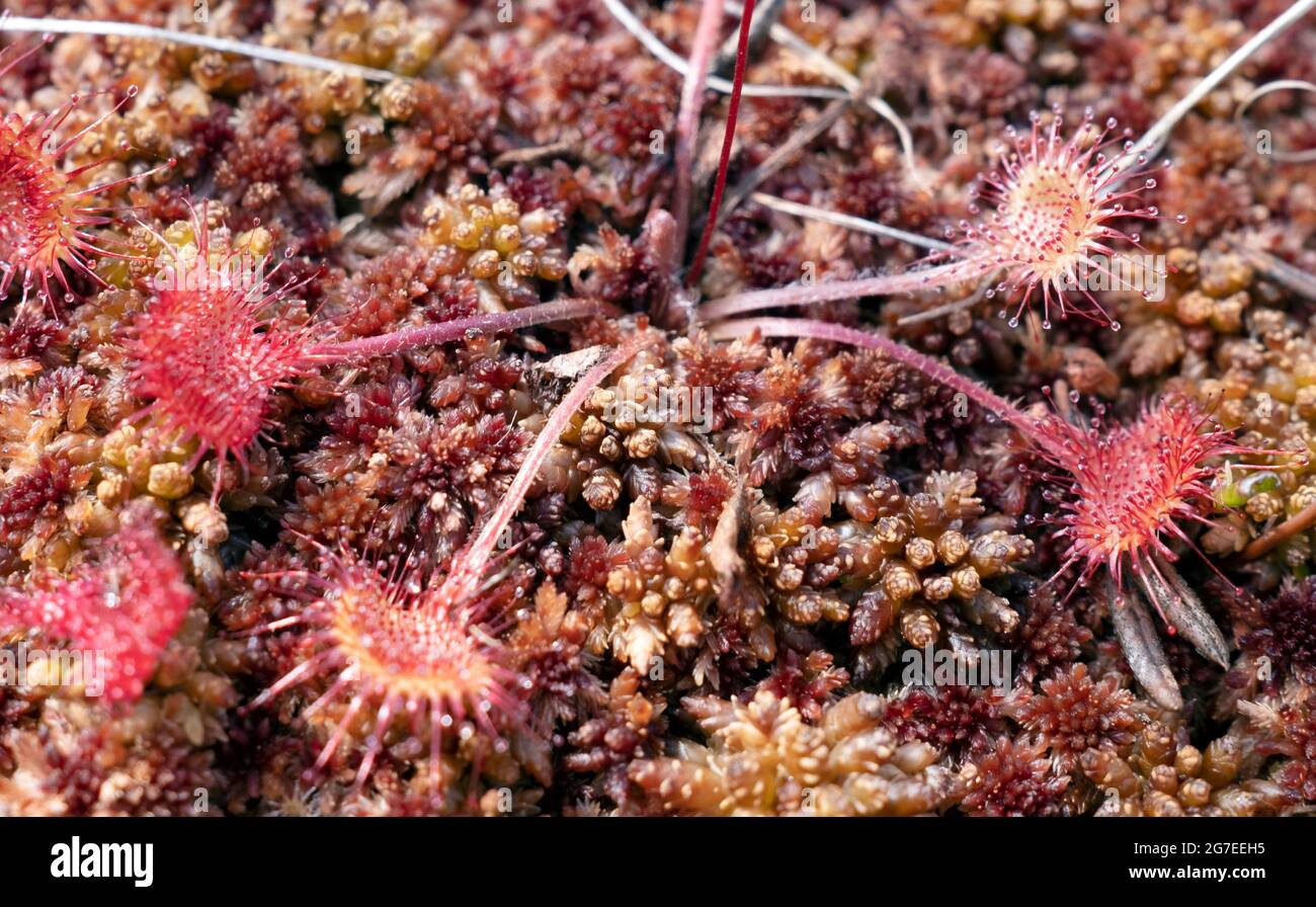 Drosera anglica, commonly known as the English Sundew or Great Sundew in closeup Stock Photo