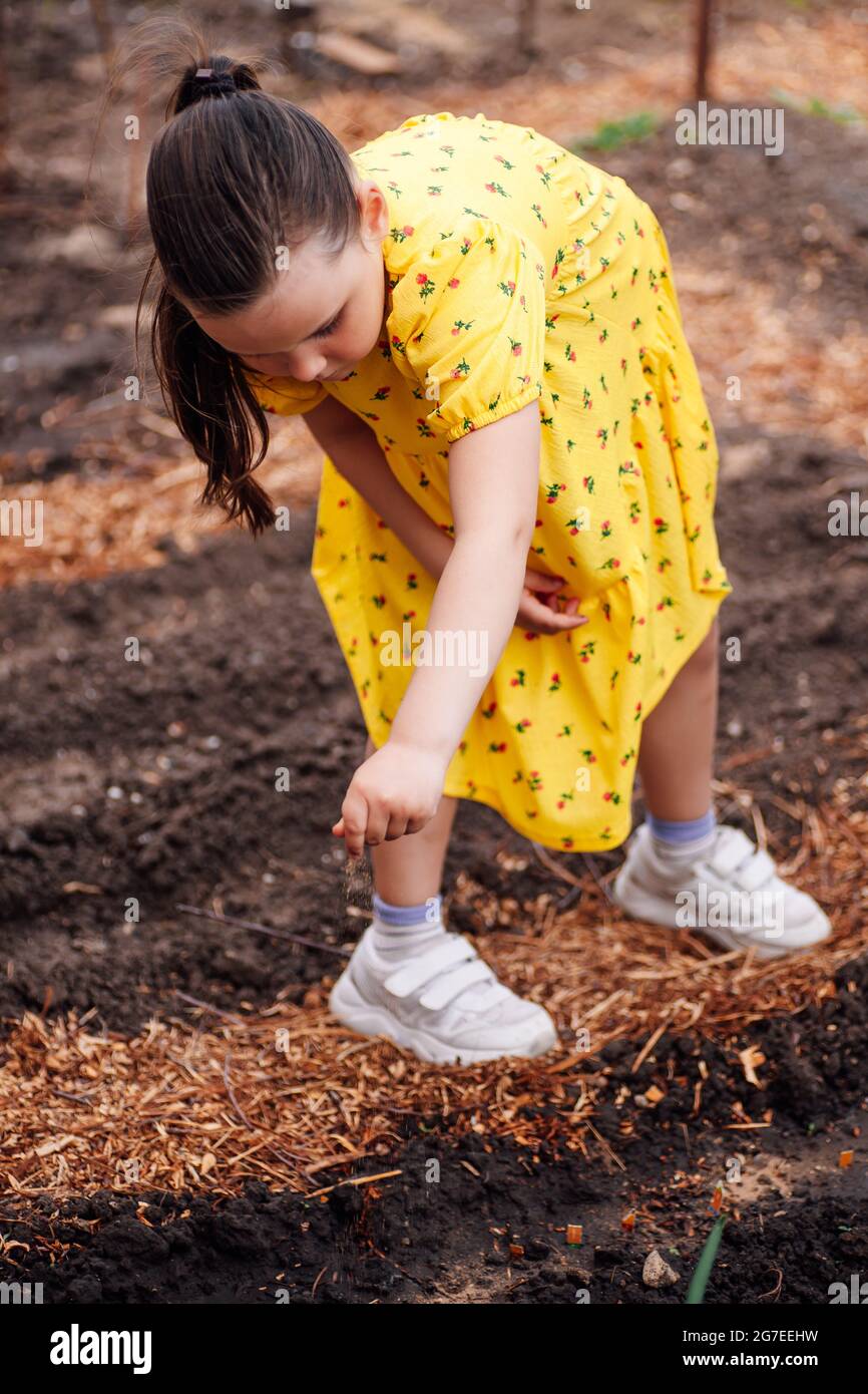 a little gardener helps parents with planting vegetables, a girl gardens in the backyard in the garden, family activity Stock Photo