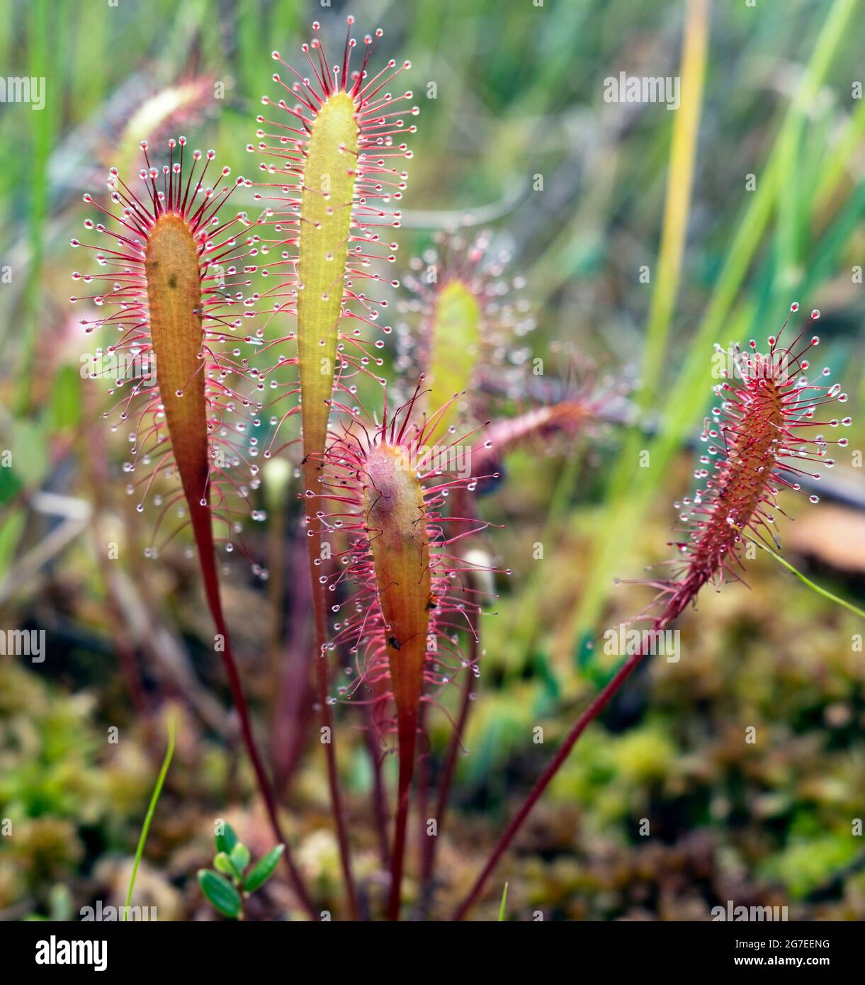 Drosera anglica, commonly known as the English Sundew or Great Sundew in closeup Stock Photo