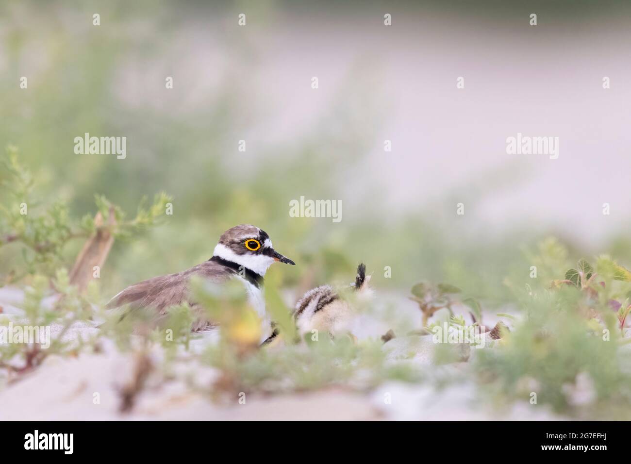 Little ringed plover chick on the beach, shorebirds Stock Photo - Alamy