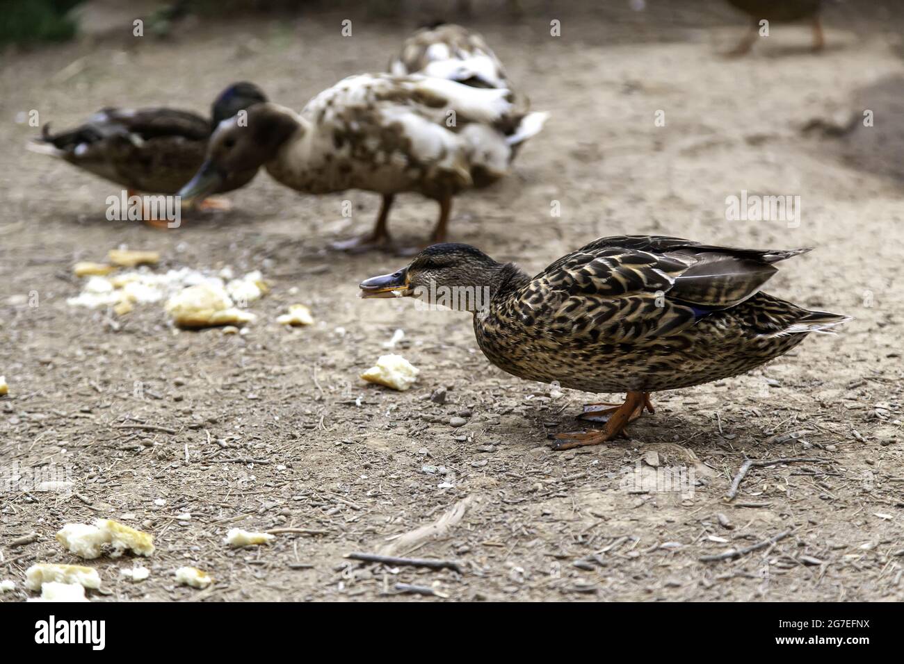 Ducks eating bread in nature reserve, birds and animals Stock Photo Alamy