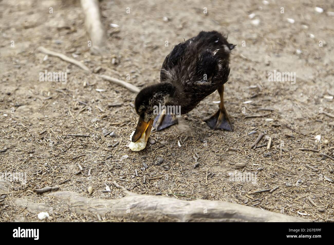 Ducks eating bread in nature reserve, birds and animals Stock Photo Alamy