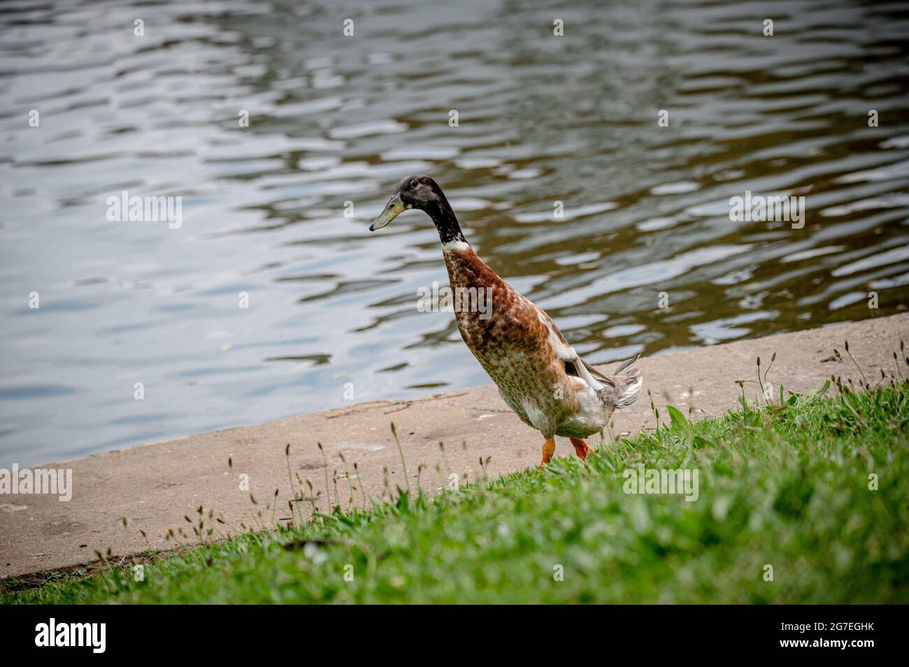 Mallard duck and Indian Runner hybrid cross Stock Photo