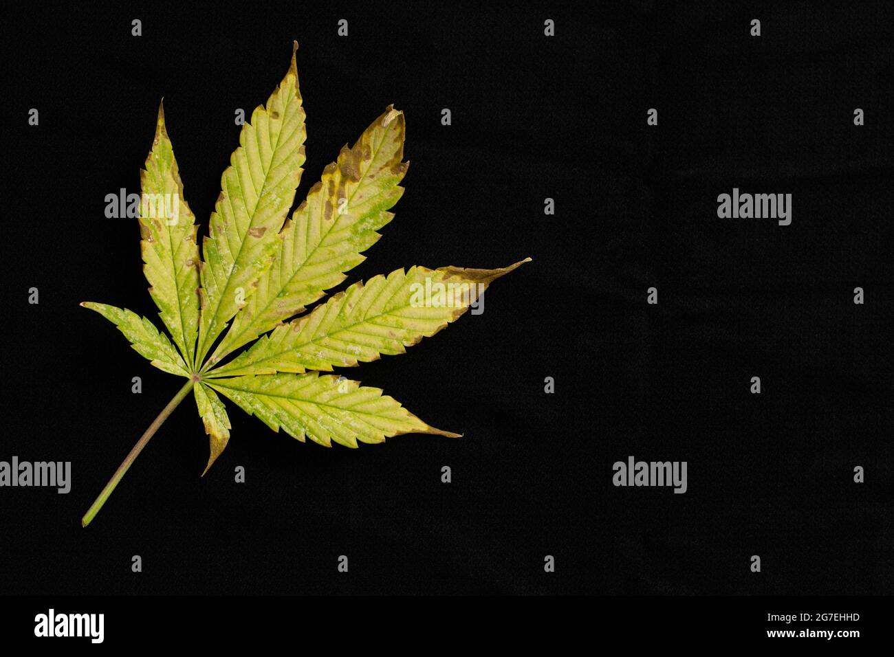 copy space background of of incomplete marijuana leaves and sick with characteristics edge of the leaf that burns or rust. Stock Photo