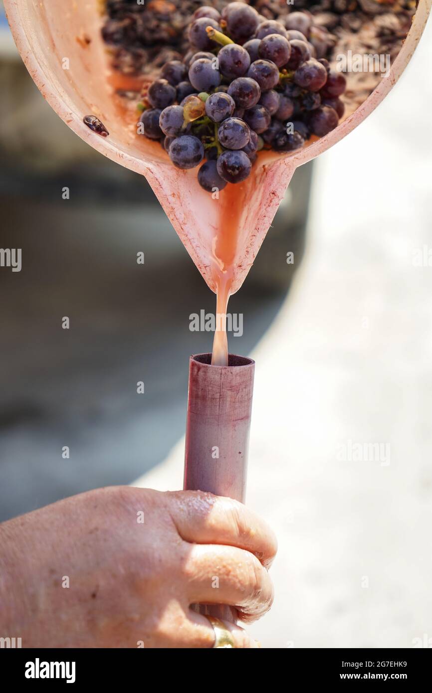 Processing of grapes just harvested Stock Photo Alamy