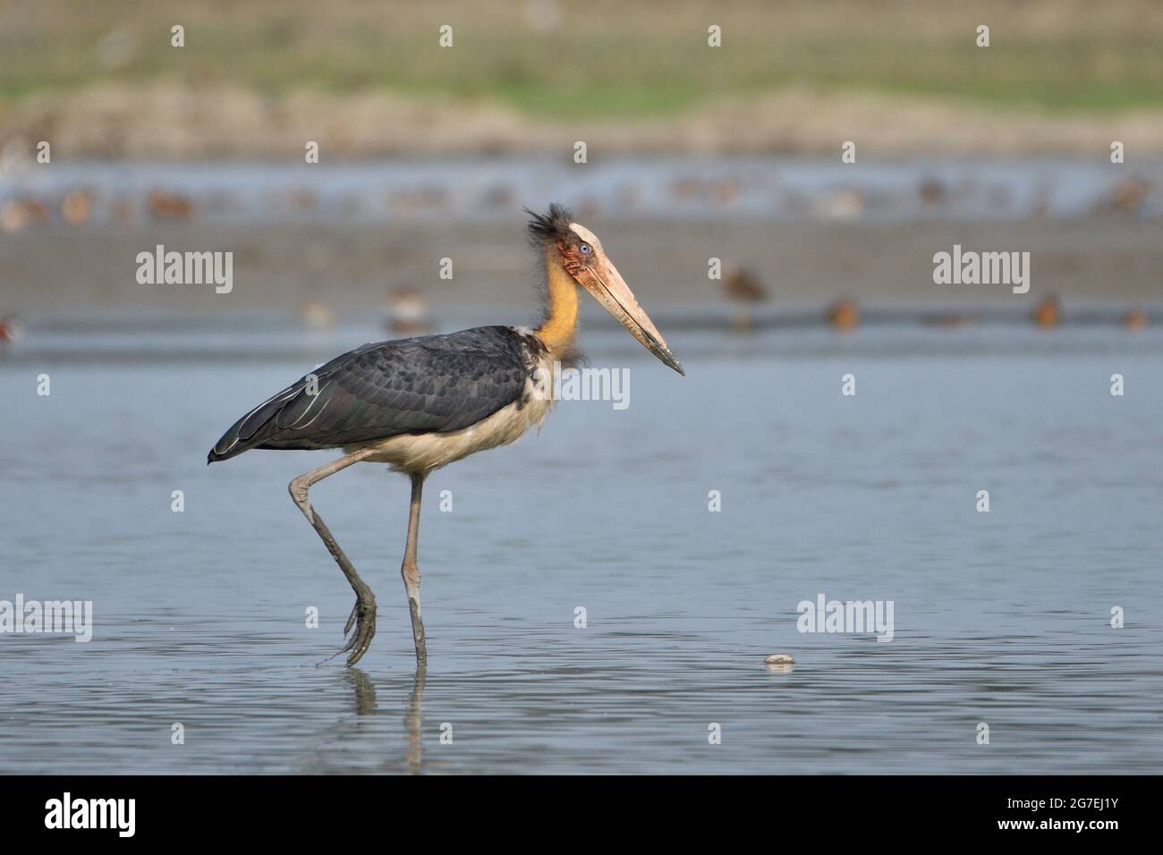 Lesser Adjutant Stork Is Searching Pery In The Wetland Stock Photo - Alamy
