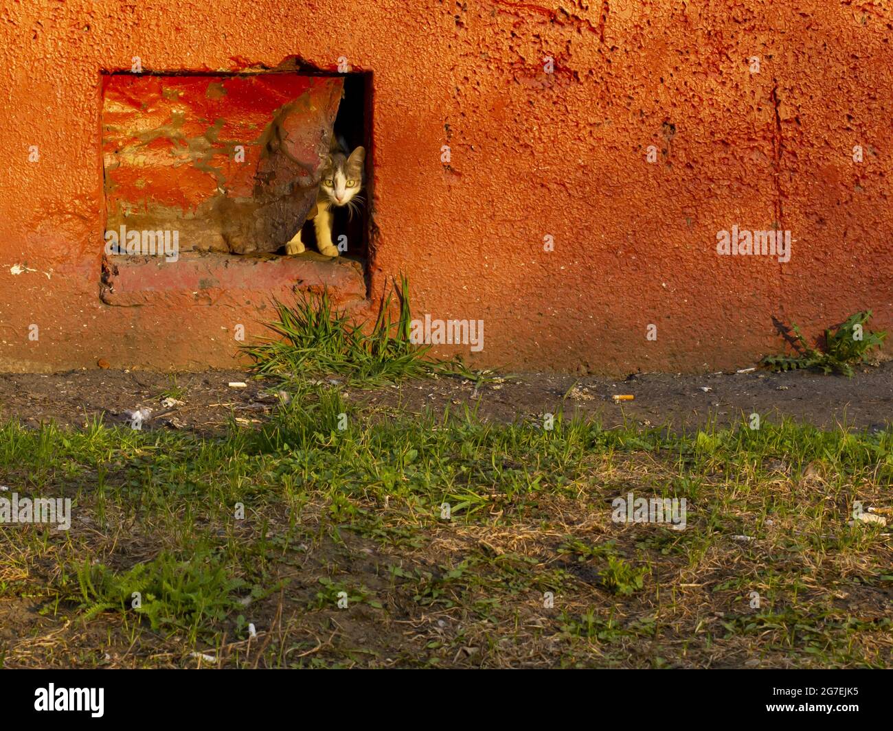 A lonely homeless cat looks out from the basement of an apartment building. Pet protection concept. Stock Photo