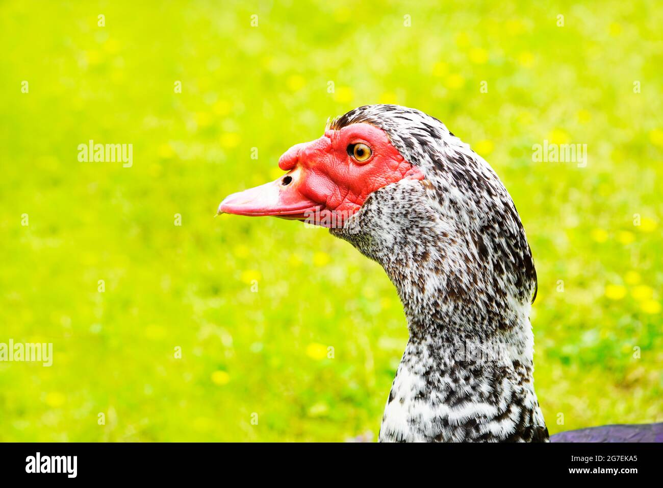 Goose with red head and black and white plumage against a green background. Stock Photo