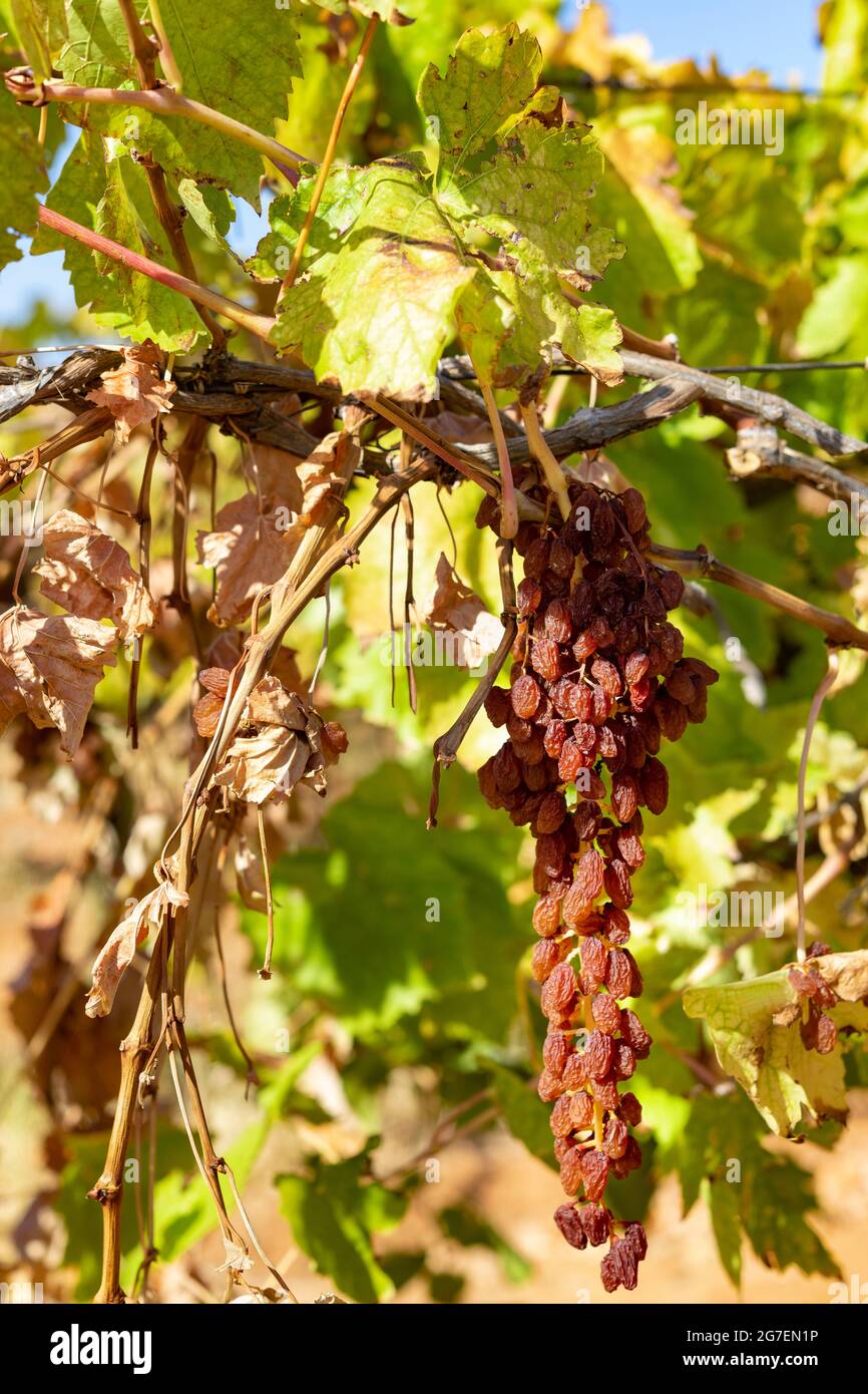 Erkak klitorisni yalaydi Busty Aletta Okean oshxonada uning sevgilisi sikikleri