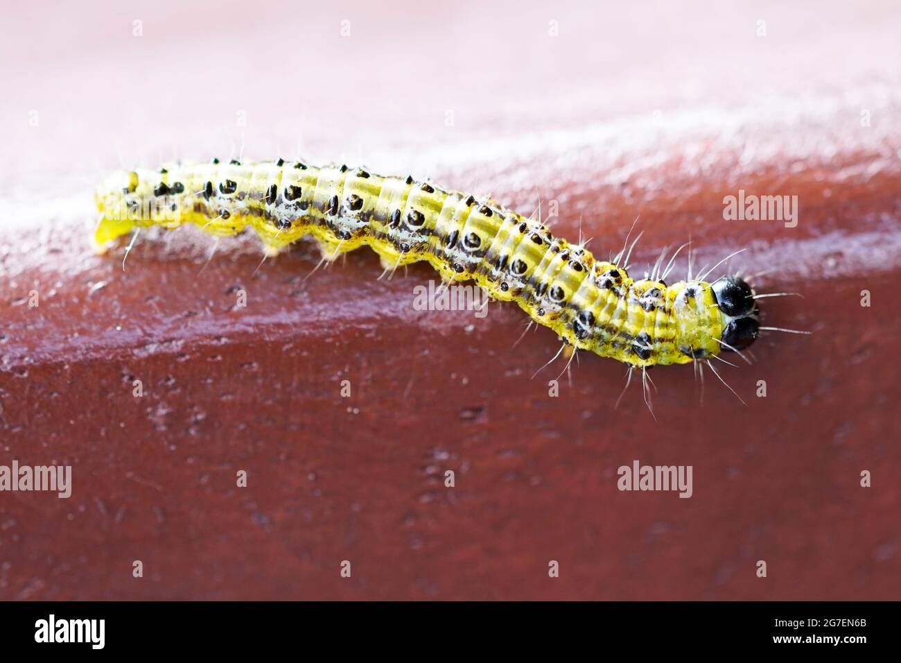 Boxwood moth caterpillar. Cydalima perspectalis. East Asian small butterfly. Stock Photo