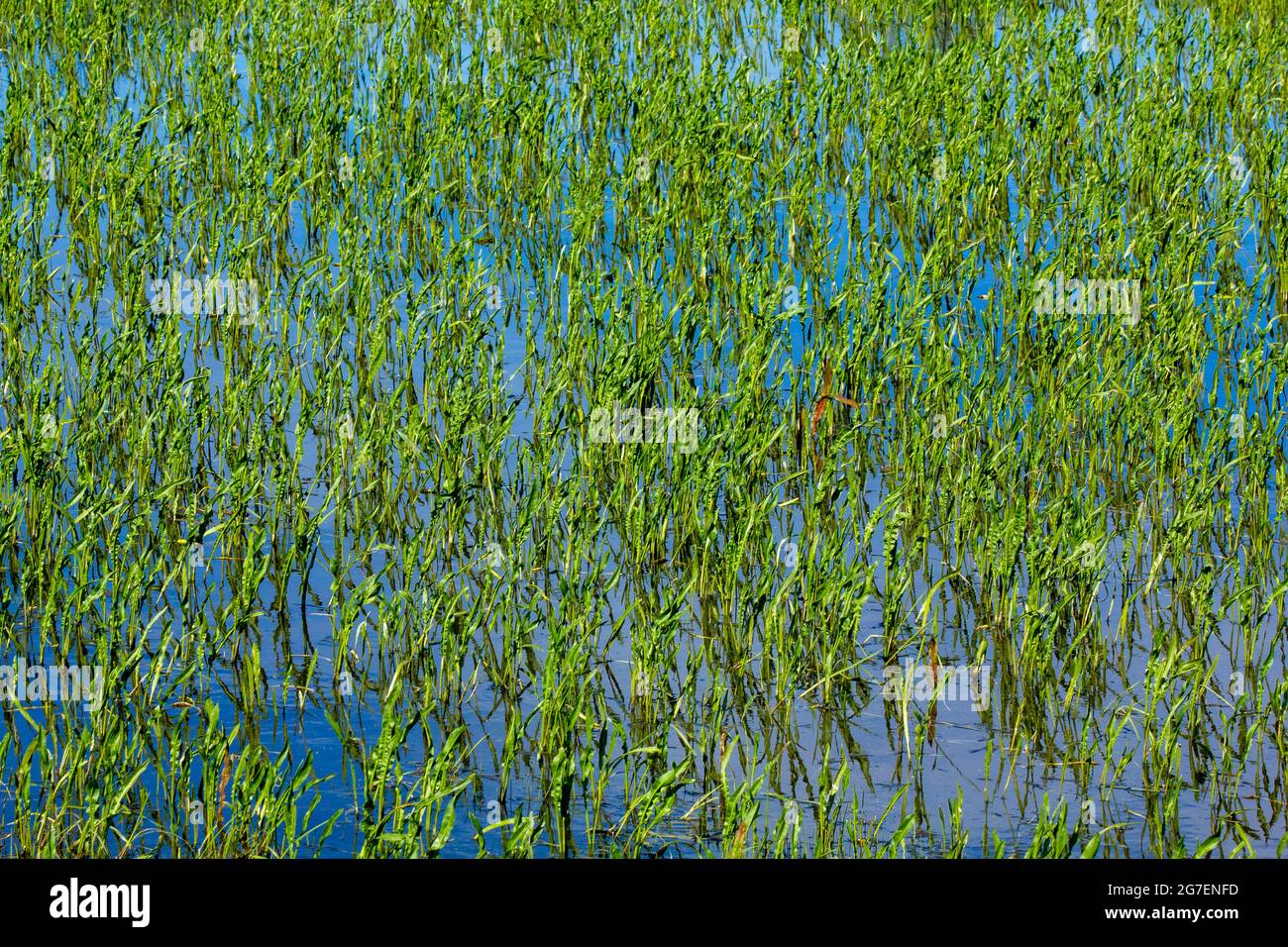 Water rice field under blue sky at noon. Stock Photo