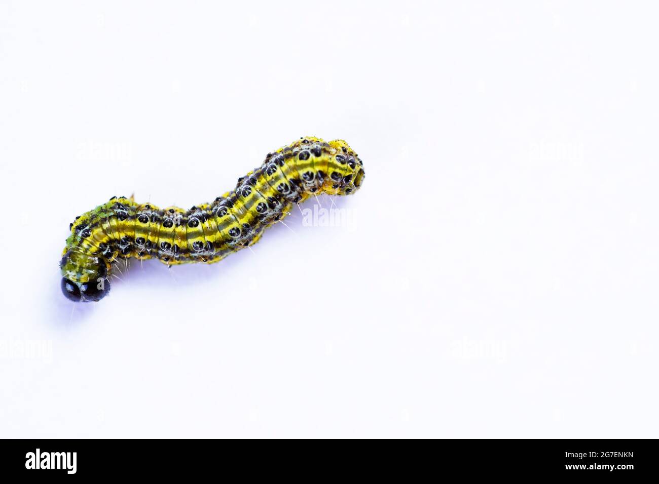 Boxwood moth caterpillar. Cydalima perspectalis. East Asian small butterfly. Stock Photo