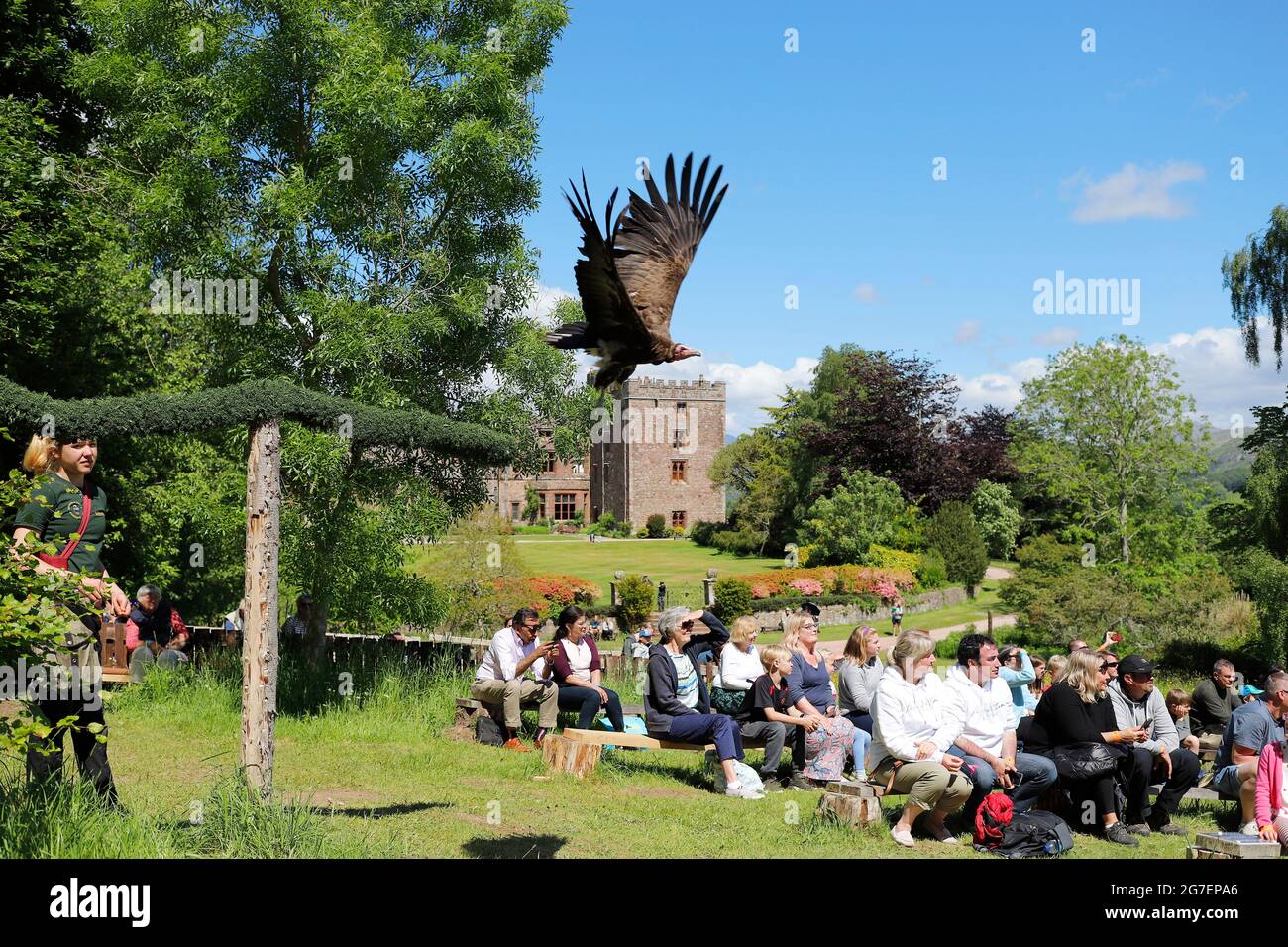 Birds of prey flying display at Muncaster Castle, Cumbria Stock Photo