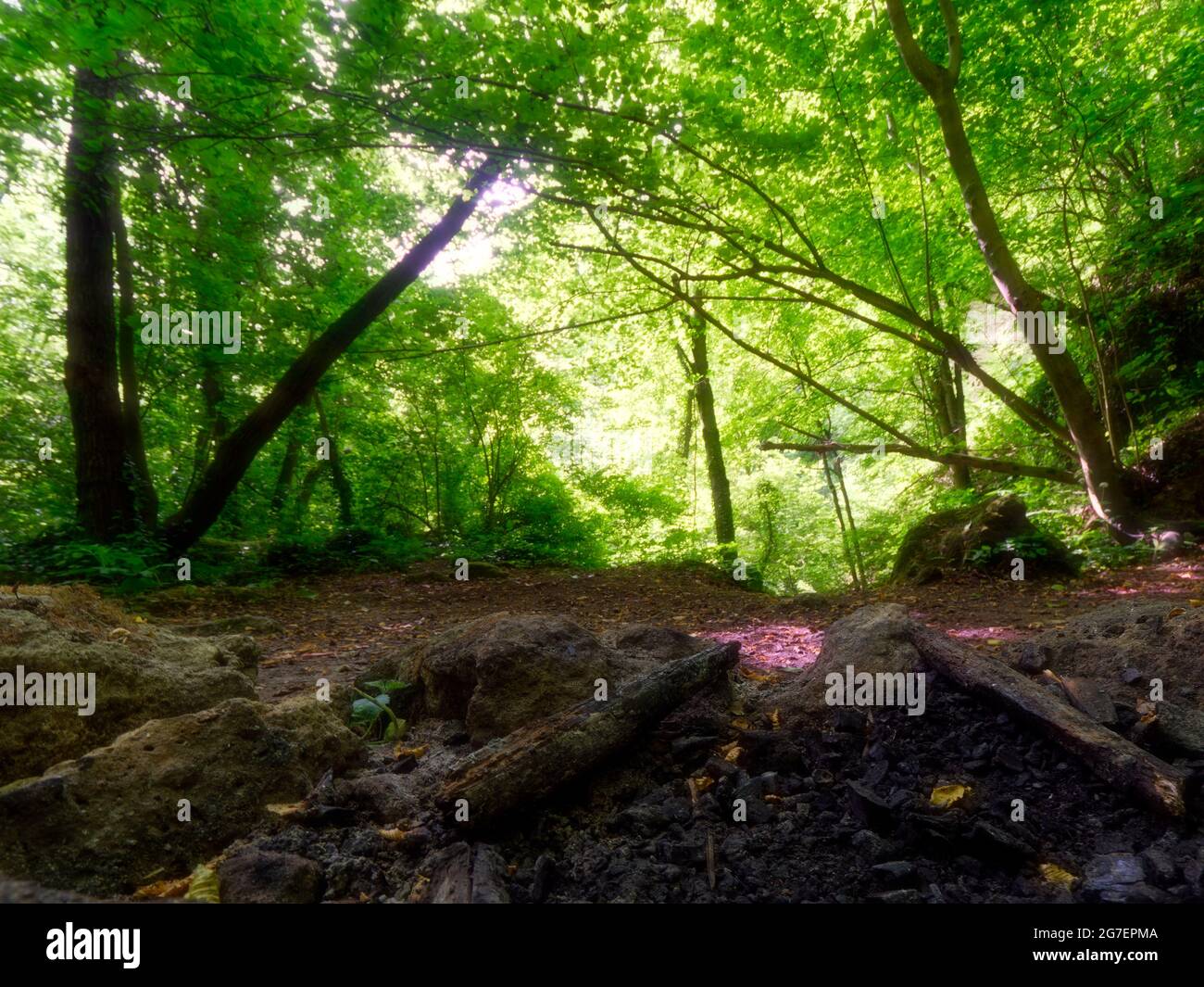 Landscape of a forest covered in rocks and greenery under the sunlight ...