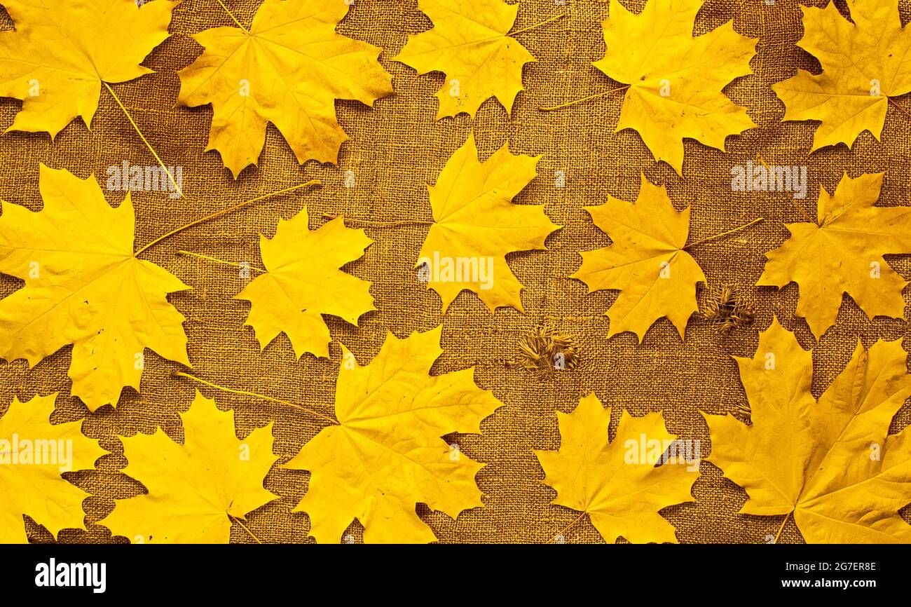 Background looks like yellow maple leaves on a rough natural fabric. Stock Photo