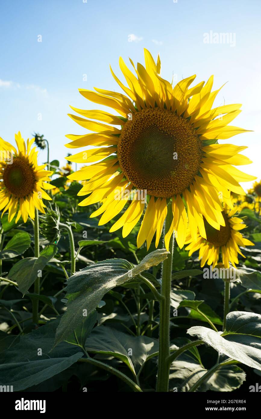 Field of sunflowers near Lucca, Tuscany - Italy Stock Photo - Alamy