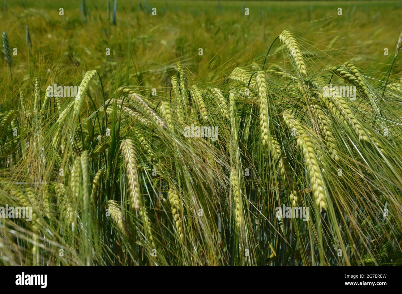 rye field in summer, rye field, ripening rye Stock Photo - Alamy
