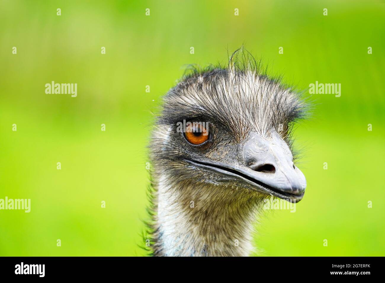Portrait of an emu. Close up of large ratite with green background. Dromaius novaehollandiae. Stock Photo