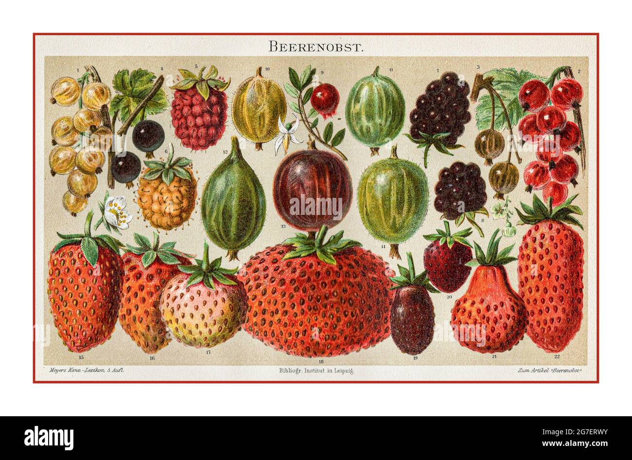 BERRIES VINTAGE ‘BEERENOBST’ ( soft fruit) LITHOGRAPH 1800's ILLUSTRATION GARDEN FRUITS vintage botany, berries, different varieties, 1-4 currant (Ribes), 5-6 raspberry (Rubus idaeus), 6-8 blackberry (Rubus fruticosus), 9 cranberry (Vaccinium oxyccosus), 10-14 gooseberry (Ribes uva-crispa), 15-22 strawberry (Fragaria), colour lithograph, from 'Meyer Lexikon', circa 1880, Stock Photo