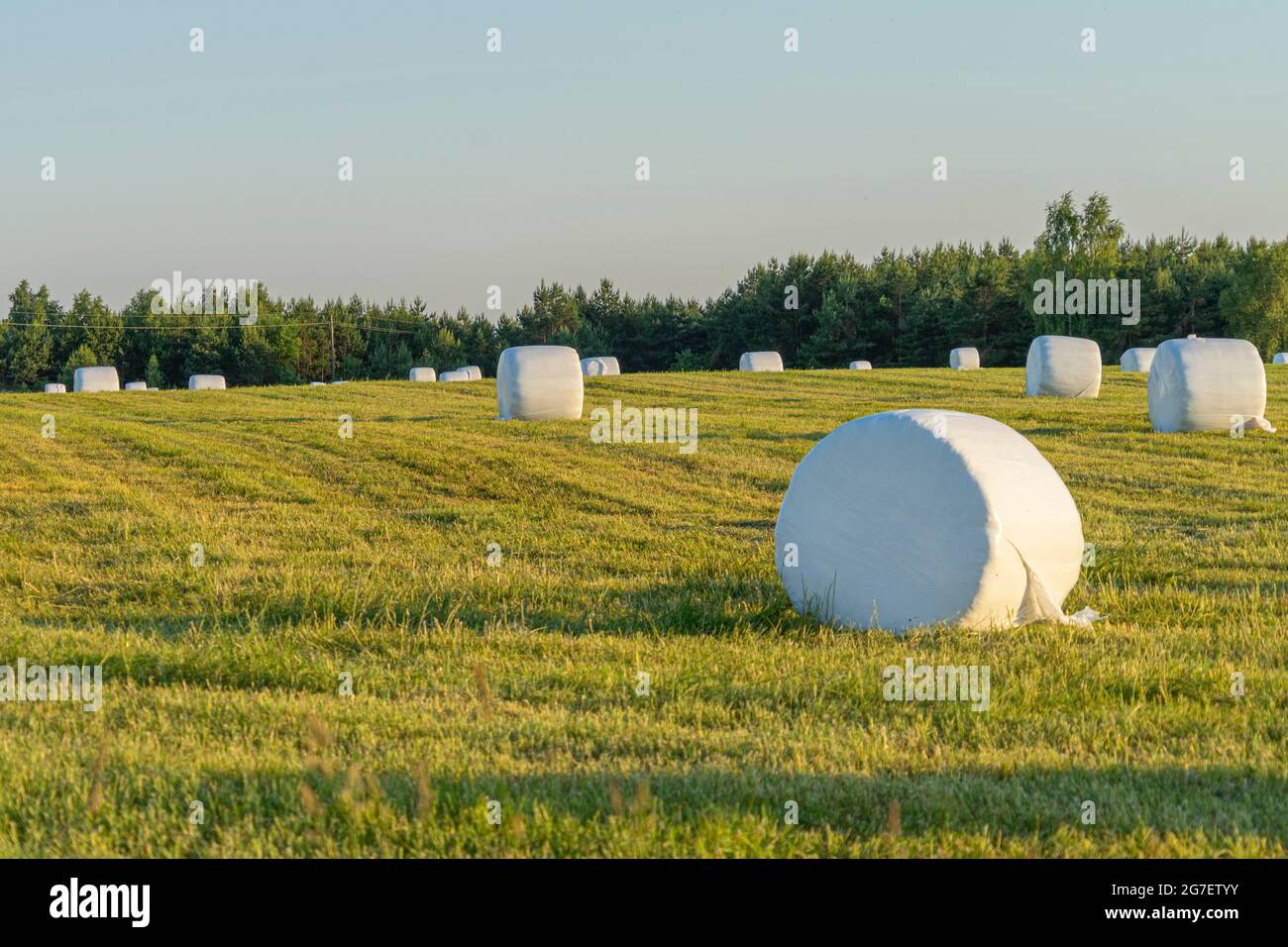 Rural landscape with hay bales packed in white plastic on the field with green grass surrounded with forest in sunny summer day Stock Photo