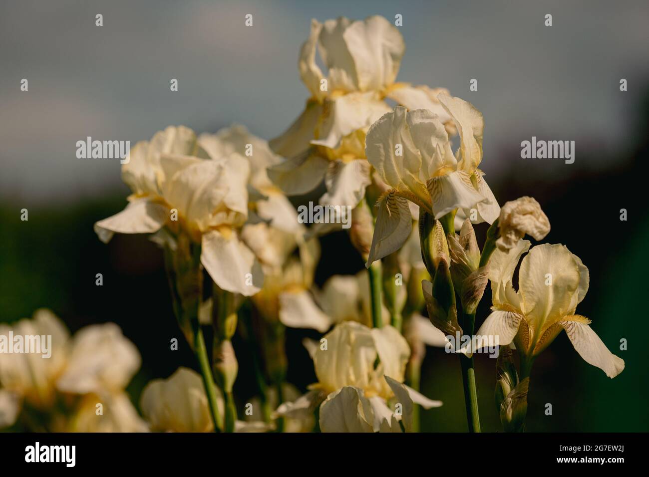 White irises on the flower bed. Japanese iris in the garden. White flowers in the summer. The buds are in bloom Stock Photo