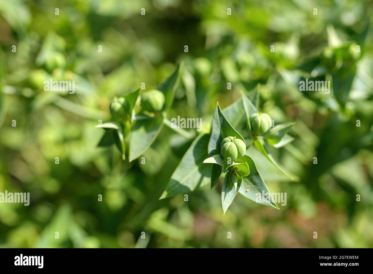 Caper spurge plant is believed to repel moles so its known as mole