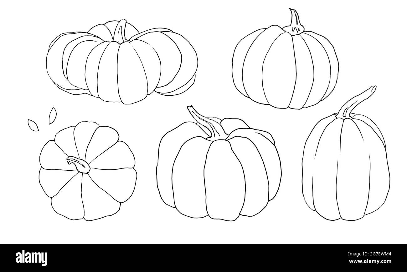 Set of hand drawn autumn graphic objects for halloween seasonal autumn harvest holidays invitation greeting card design decoration. Linear drawing Stock Photo
