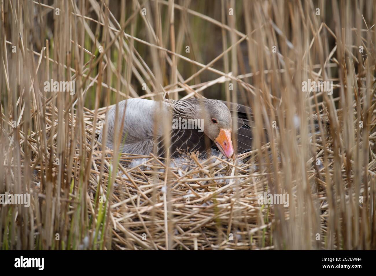 Greylag Goose female on two young, Titchwell Stock Photo