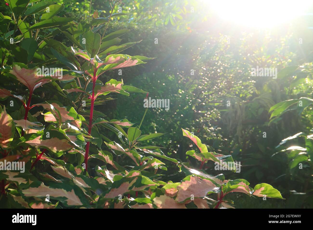 Bright Sunbeams Shining on the Shrubs of Caricature Plant's Amazing Two-tone Color Foliage Stock Photo