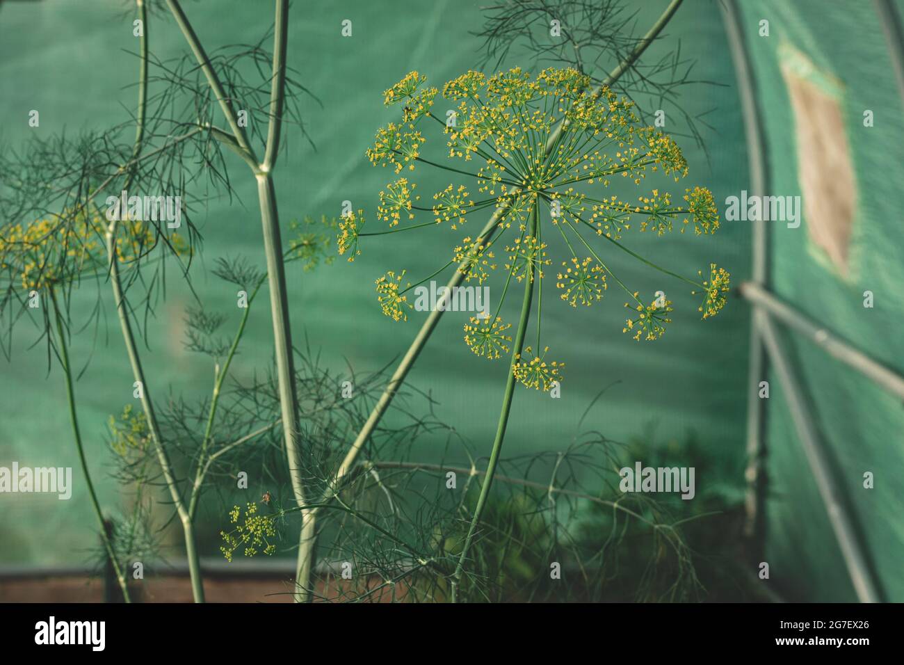 Dill (Anethum graveolens) is an annual herb in the celery family Apiaceae. It is the only species in the genus Anethum. Dill flowers, close-up Stock Photo