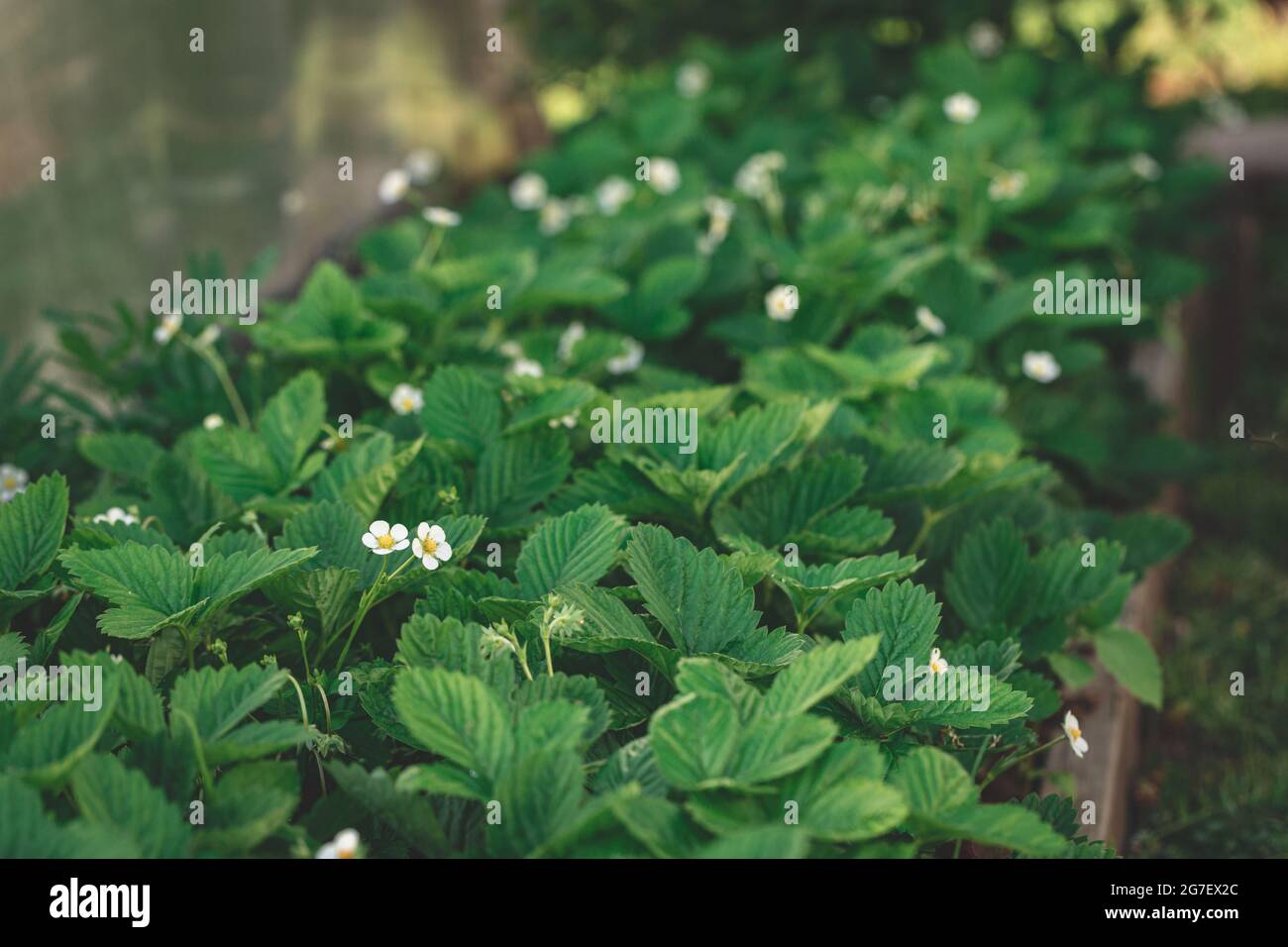 Strawberries blooming with white flowers in the garden bed. Gardening, growing strawberry concept Stock Photo