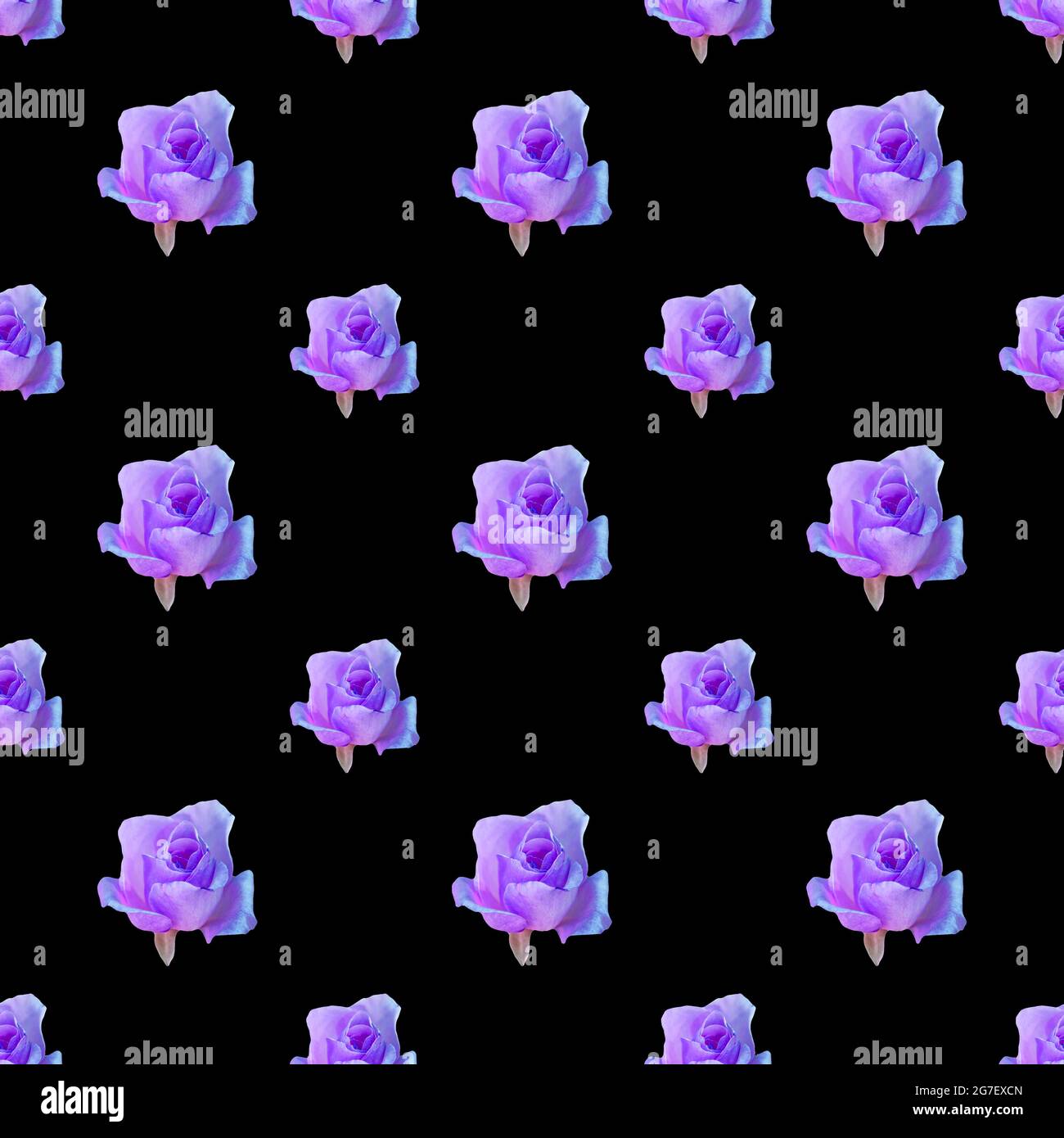 Pastel Purple Roses Pattern Purple Rose With Black Background