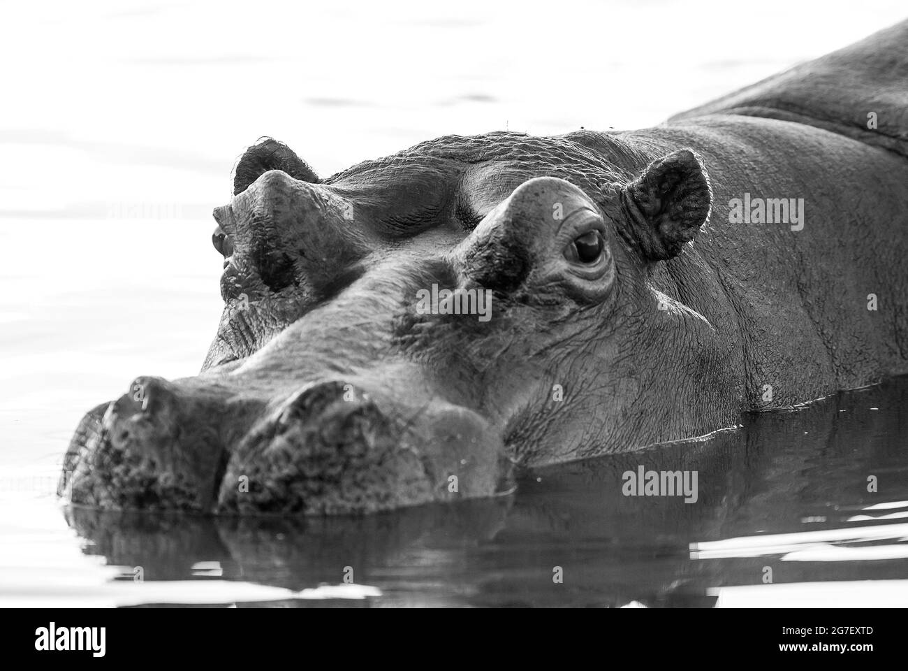 Hippopotamus in wetland environment, African Savannah, South Africa. Stock Photo