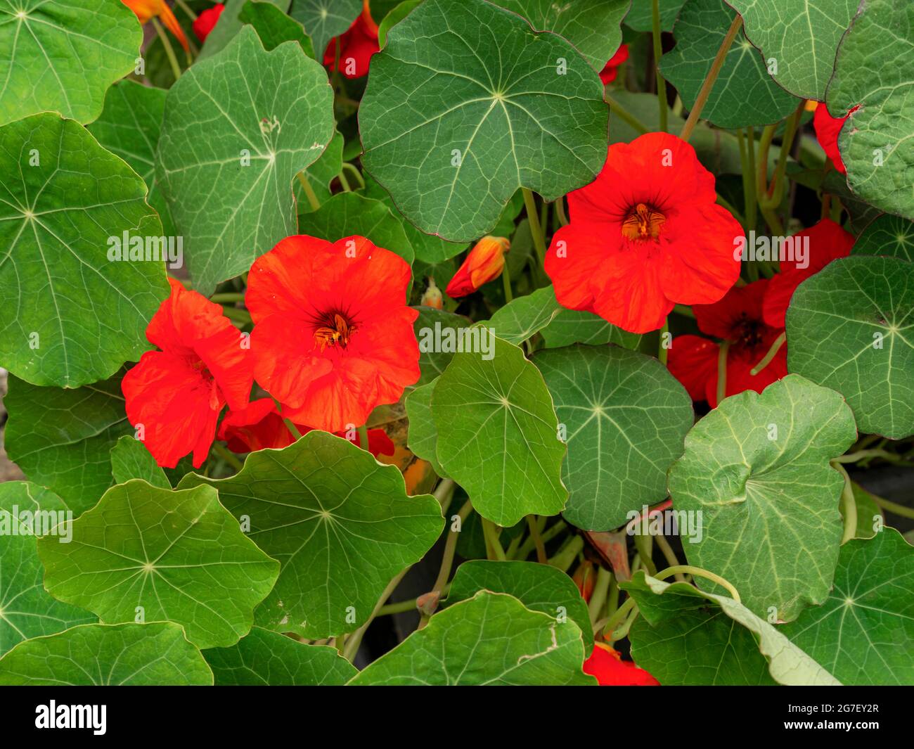 Nasturtium flowers and leaves, variety Empress of India Stock Photo