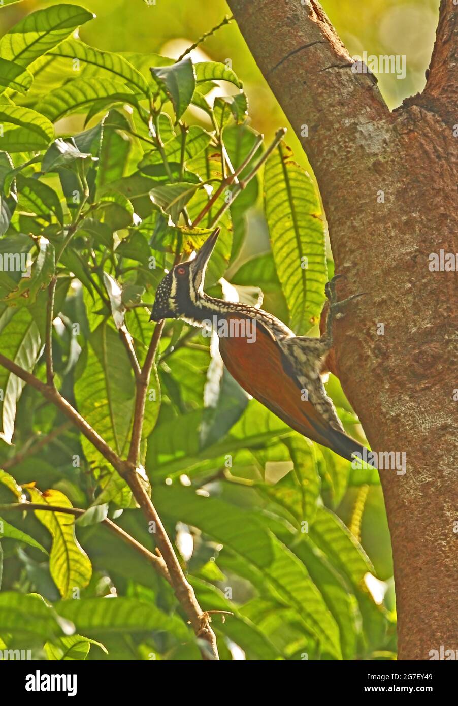 Greater Flameback (Chrysocolaptes lucidus guttacristatus) adult female clinging to tree trunk Kaeng Krachan NP, Thailand            November Stock Photo
