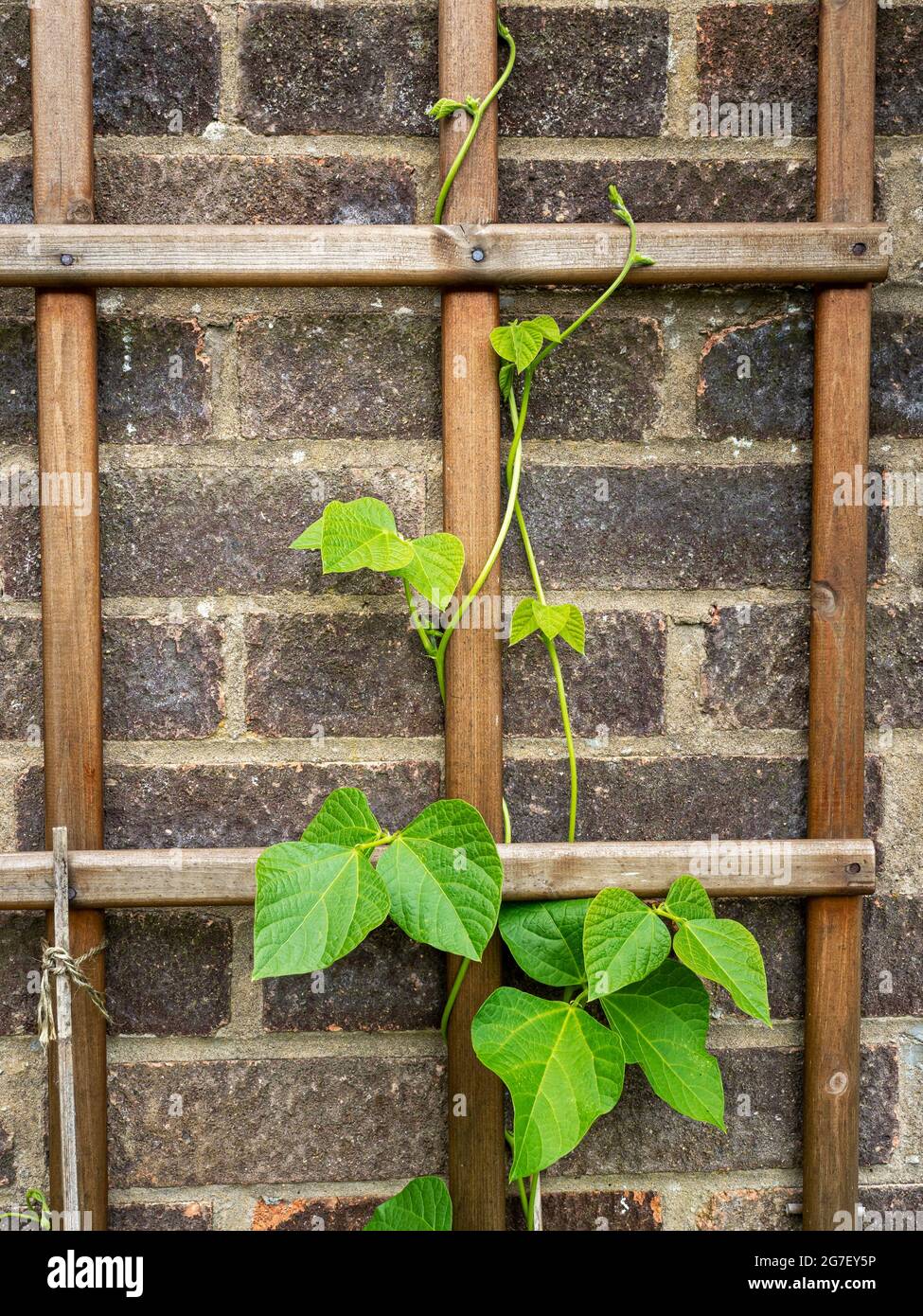 Runner bean plant climbing up a wooden trellis Stock Photo