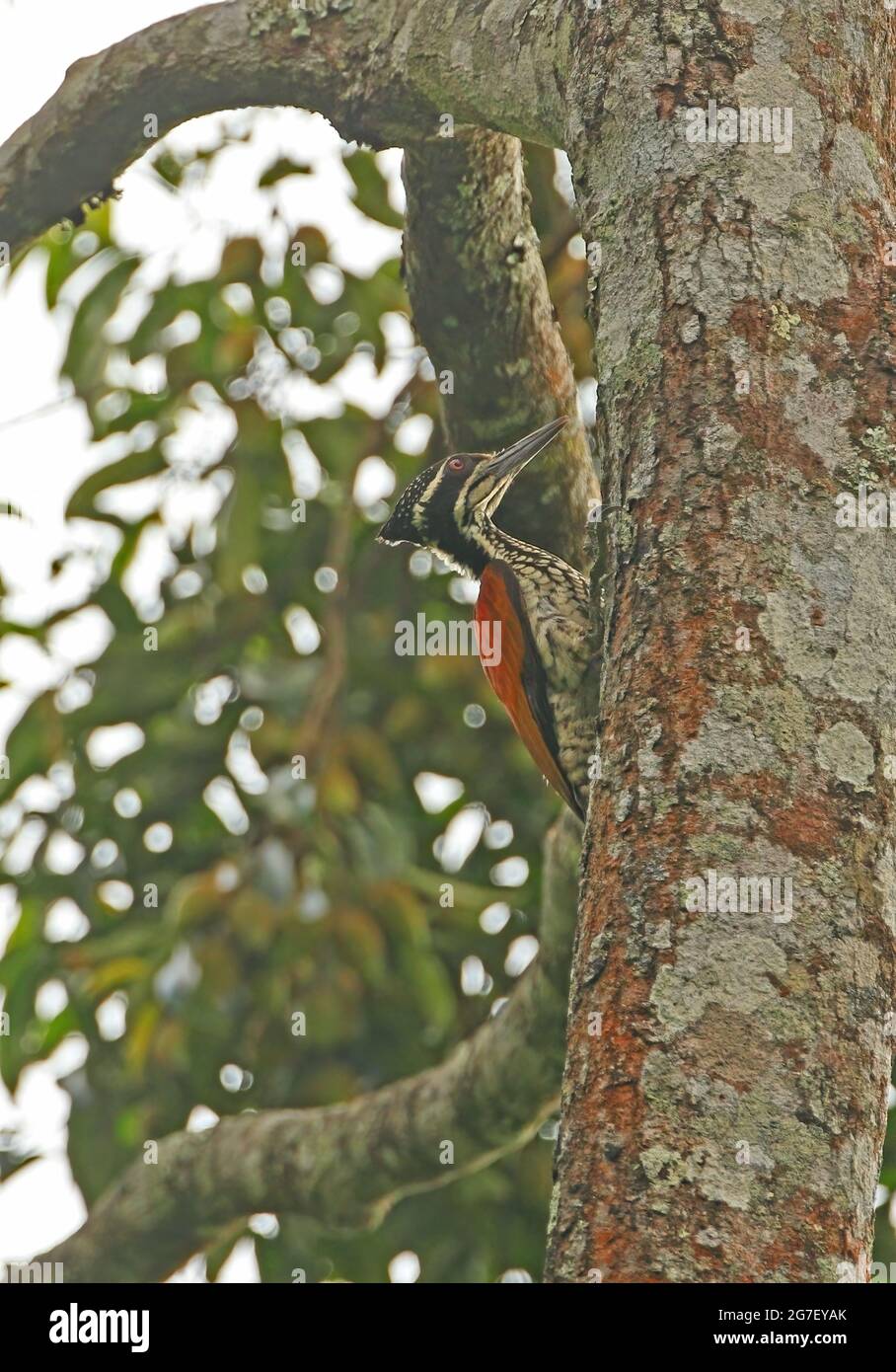 Greater Flameback (Chrysocolaptes lucidus guttacristatus) adult female clinging to tree trunk Kaeng Krachan NP, Thailand            November Stock Photo