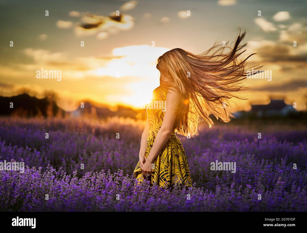 Beautiful young woman at sunset flipping her long hair in a lavender ...